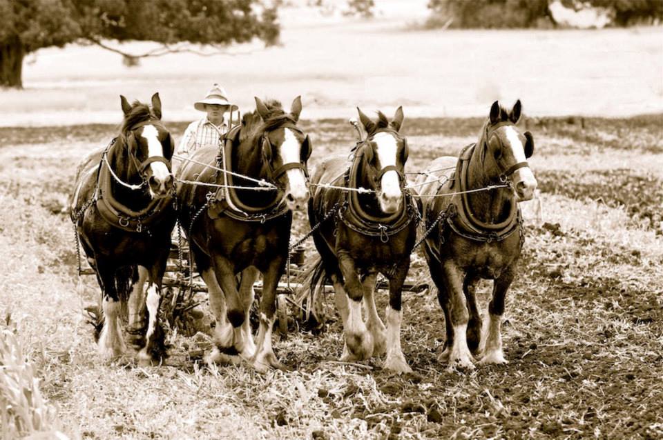 Earlsfield Clydesdale Stud - Work Horses